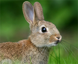 Dierenarts Annick Verbrugghe - andere dieren